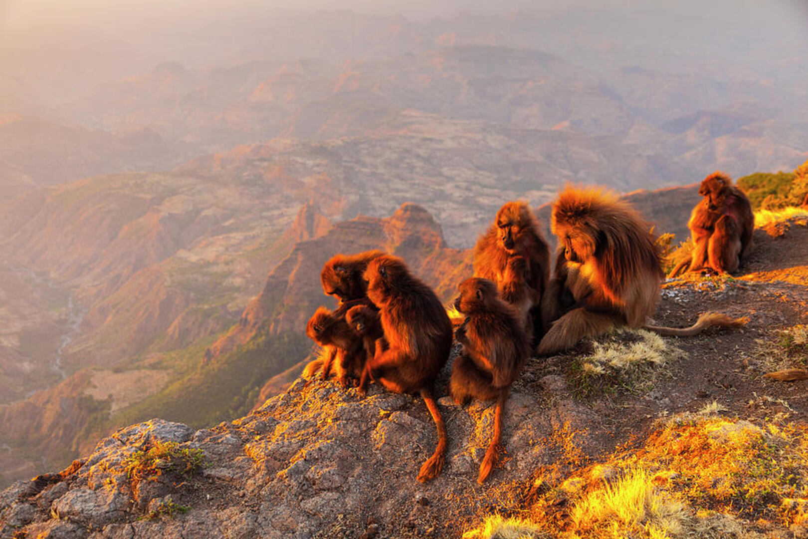 Gelada Baboons in Simien Mountains